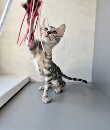 Бенгальские котята, фотография 7