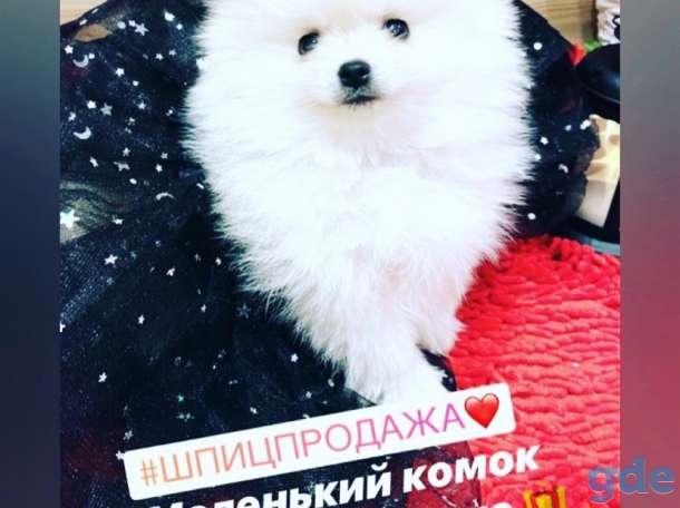 Продам померанца девочка, фотография 4