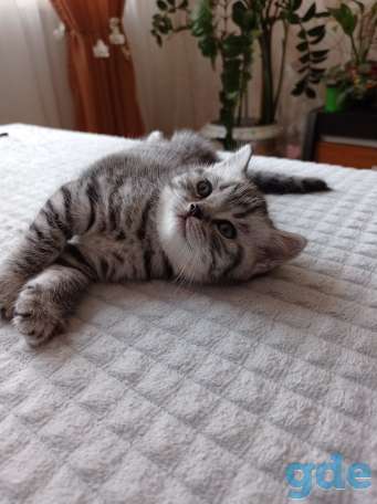 Шотланский котенок, фотография 3
