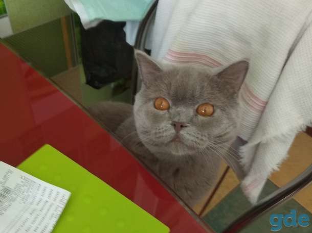 Отдам даром кота британца в хорошие руки., фотография 1