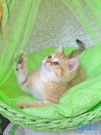 ЗОЛОТАЯ ШИНШИЛЛА шотландские котята, фотография 1
