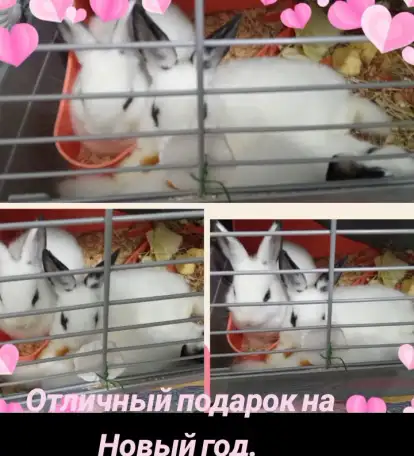 Декоративные кролики, фотография 1