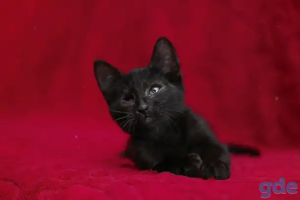 Черный котенок Блэкки в дар добрым сердцам!, фотография 4