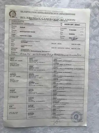 Продажа щенков англо-русской гончей, фотография 4
