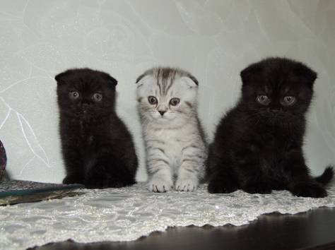 Открыто раннее бронирование котят Скоттиш-фолд, фотография 1