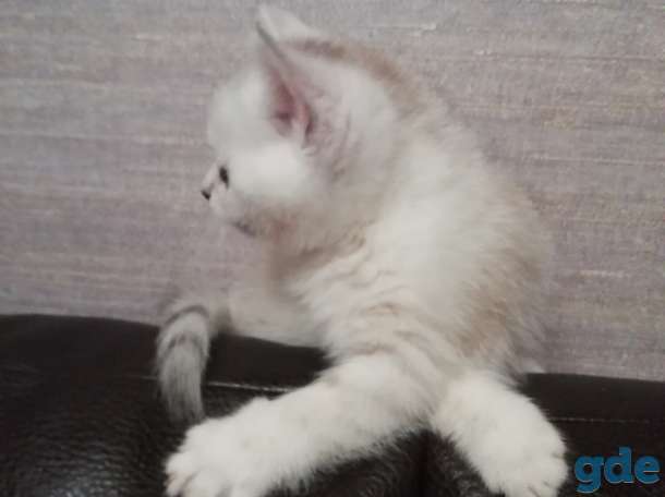 Котята, фотография 4