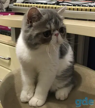 Экзотические короткошёрстные котята, фотография 8