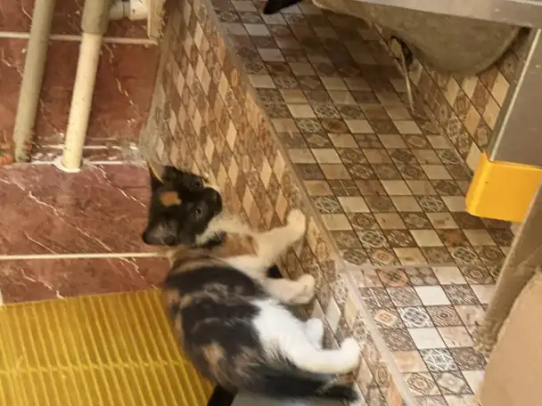 Дарю котят, фотография 2