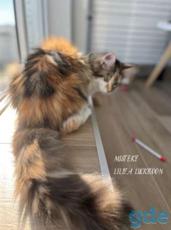 Чистокровные котята МЭЙНКУН, фотография 7