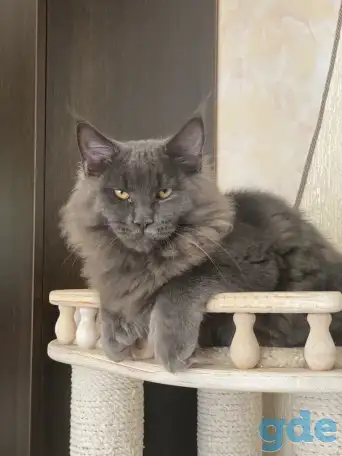 Котята мейн-кун полидакты  (5 мес) с документами, фотография 1