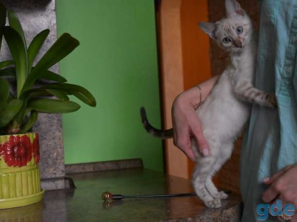 Бенгальский Бенгальские котята, фотография 5