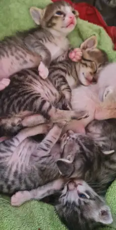 Ориентальные котята, фотография 1