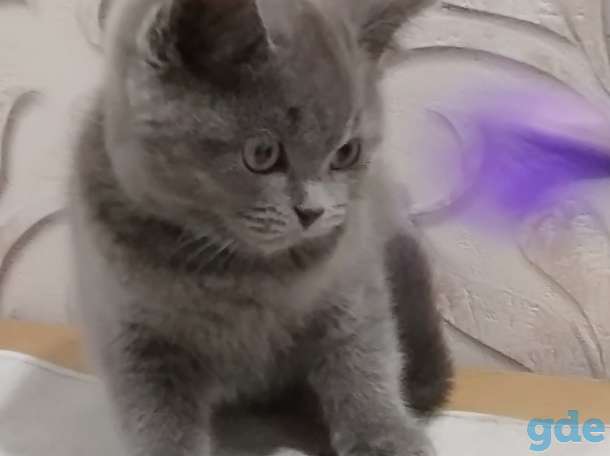 Очаровательные британские котята! Снижение цены!, фотография 4