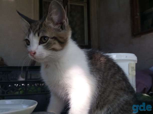 Отдам котенка, фотография 3
