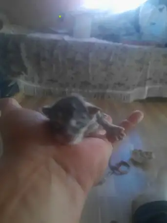 Котята Майн куе, фотография 2
