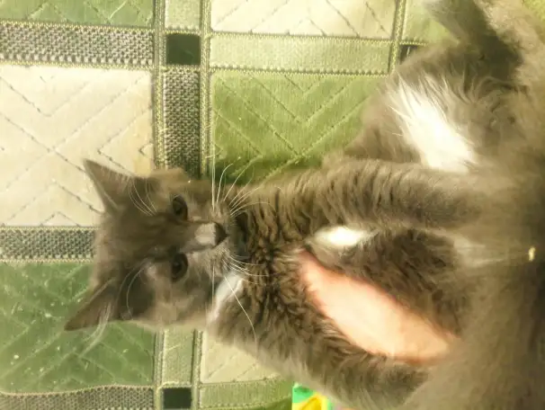 Котята в добрые руки, фотография 3