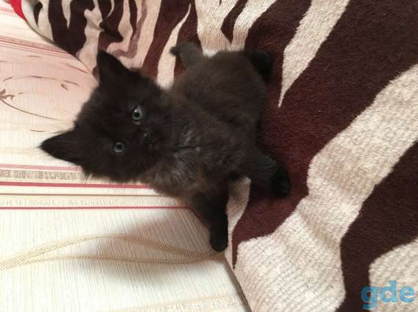 Котята, фотография 6