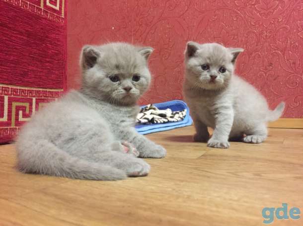 шотландские котята, фотография 7