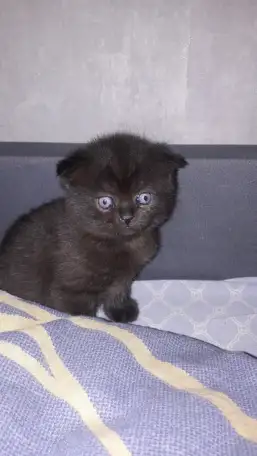 Котята шотландские вислоухие, фотография 1