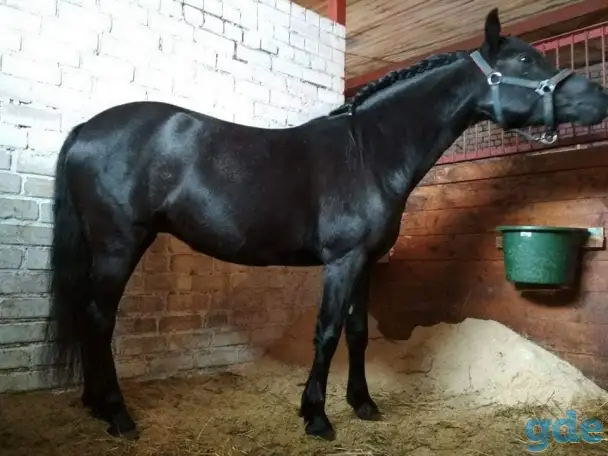 Обучение верховой езде, фотография 2