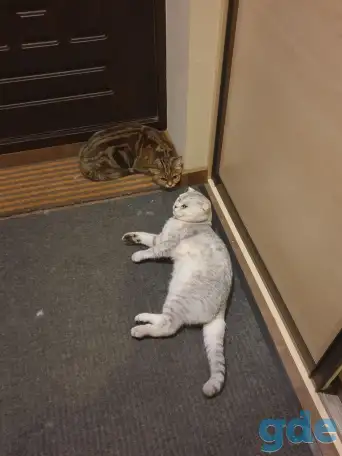 Продам шотландских котят, фотография 2