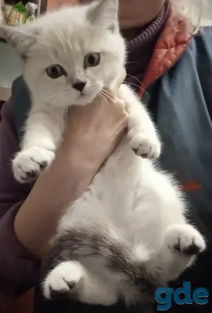 Шотландский котенок, фотография 2