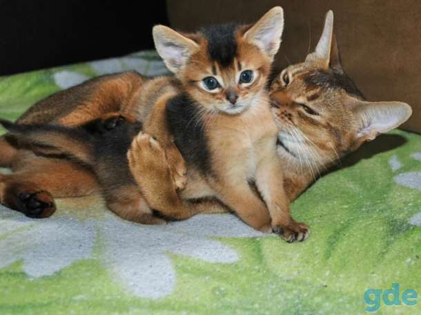 Абиссинские котята, фотография 2
