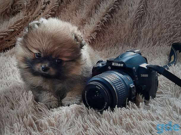 Померанский шпиц, фотография 1