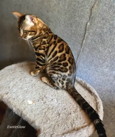 Вязка бенгальских кошек, фотография 6