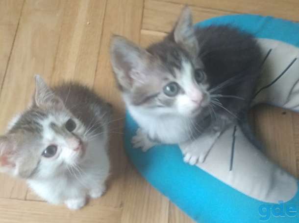 Котята в дар, фотография 1