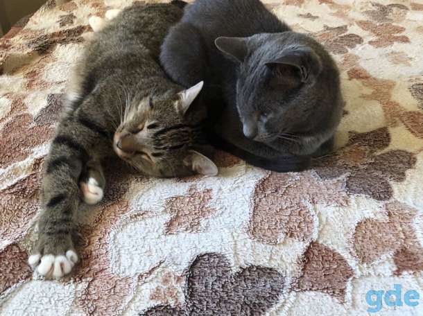 Кот 