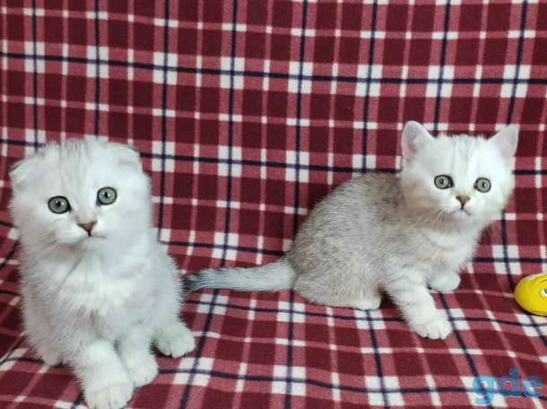 Котята, фотография 1