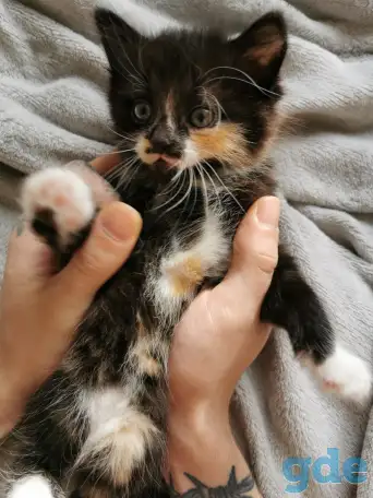 Котята, фотография 1