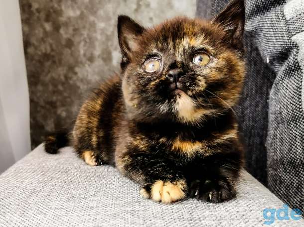 Шотландские котята .  Черепаховая кошка, фотография 3