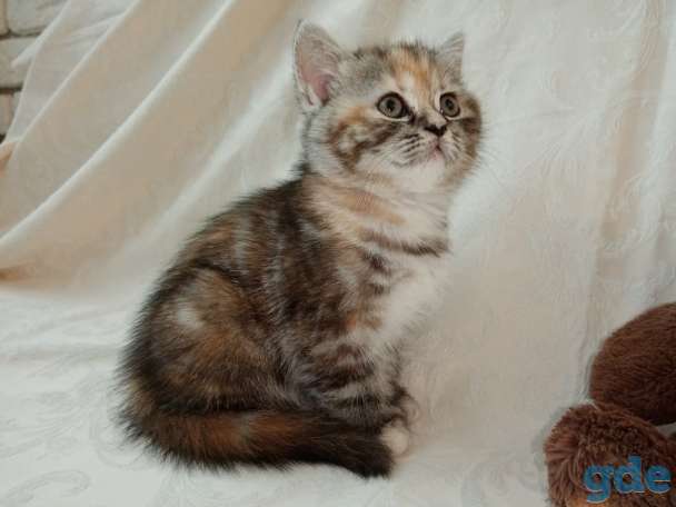 Продаю шотландских котят, фотография 4