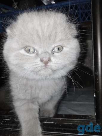 Шотландский котенок, фотография 3