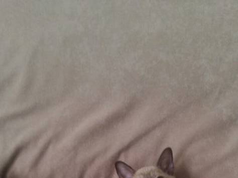 Бурманские котята, фотография 8