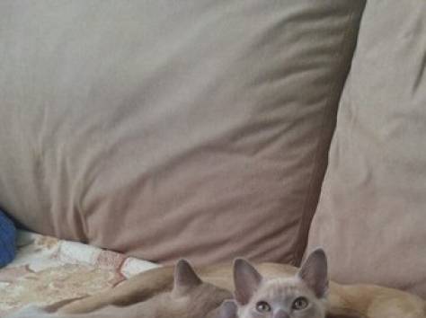 Бурманские котята, фотография 9