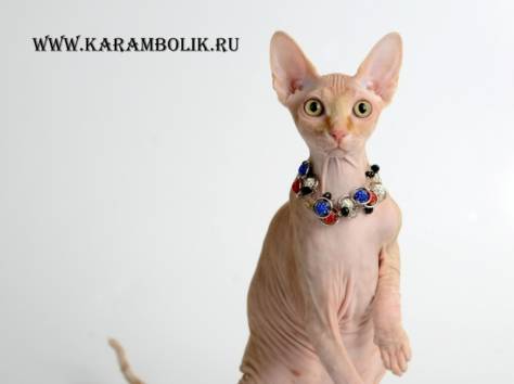 Канадский сфинкс питомник, фотография 3