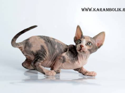 Канадский сфинкс питомник, фотография 6