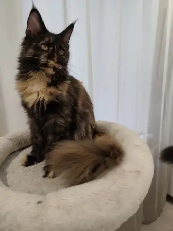Котятa Мейн Куны из серцифицированного питомника, фотография 6