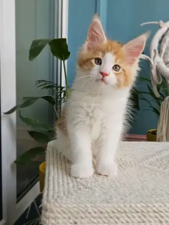 Котенок мейн кун из питомника, фотография 4