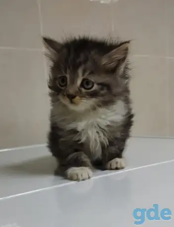 Шикарный котенок, фотография 2