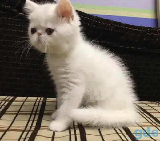 Белый экзотический котенок, фотография 2
