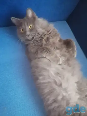 Шикарный котенок, фотография 2