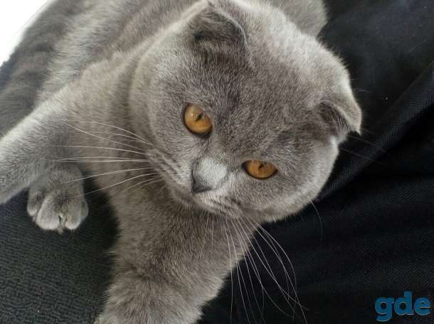 Продам котят, фотография 5