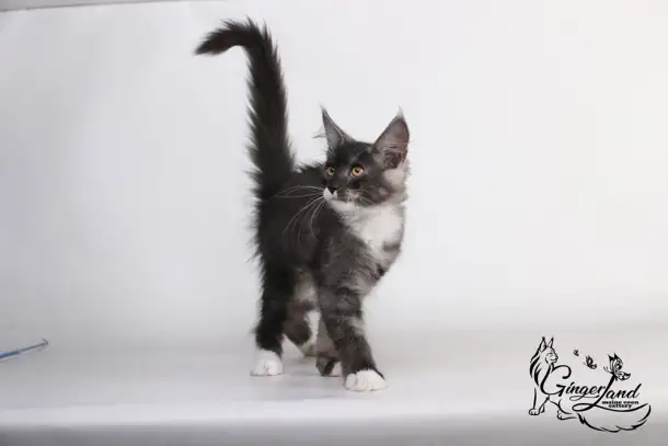 Котята Мейн-кун из питомника, фотография 4