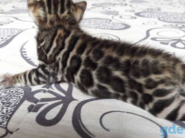 Бенгальские котята, фотография 6