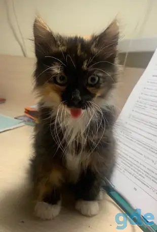 Шикарный котенок, фотография 3