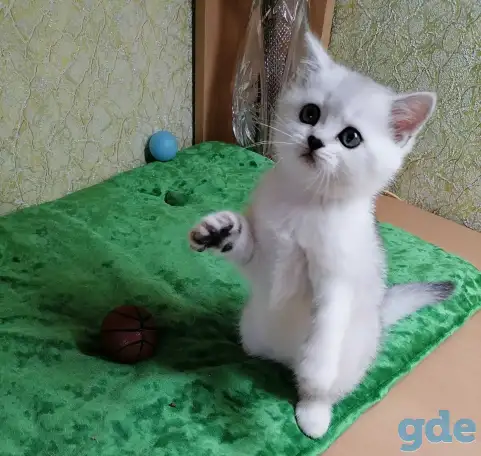 Британские котята, фотография 1